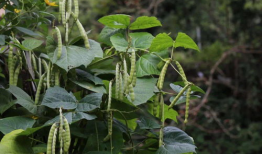 麻豆薯,揭秘神奇薯类的新宠儿